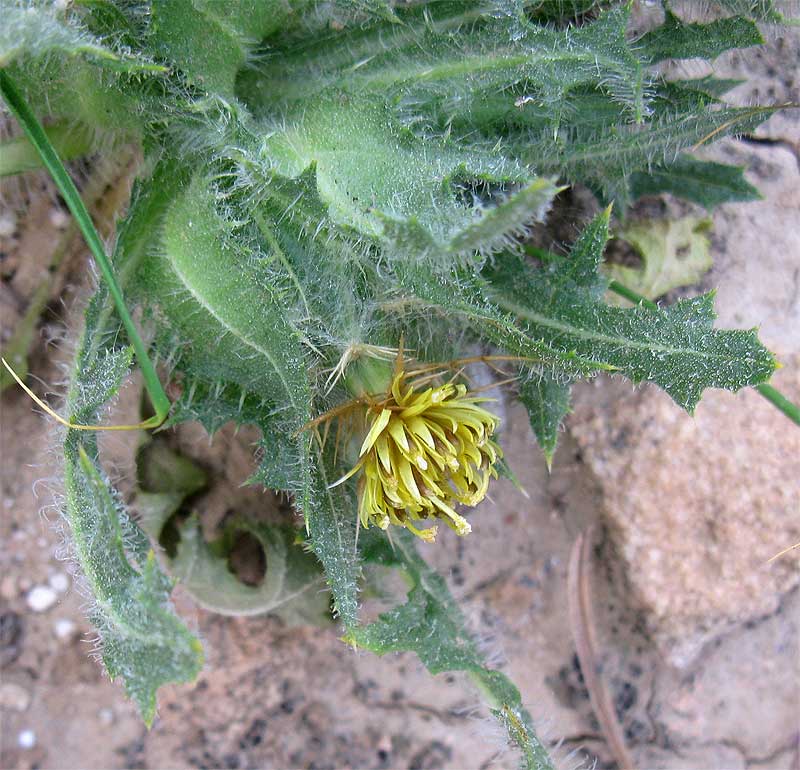 Image of Centaurea benedicta specimen.