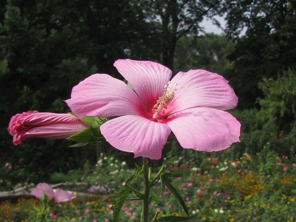 Изображение особи род Hibiscus.