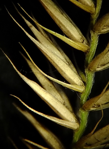 Изображение особи Agropyron pectinatum.