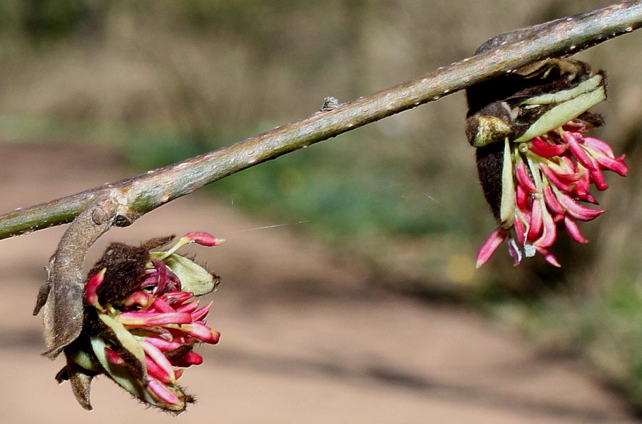 Image of Parrotia persica specimen.