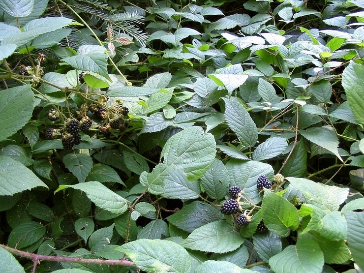 Image of Rubus serpens specimen.