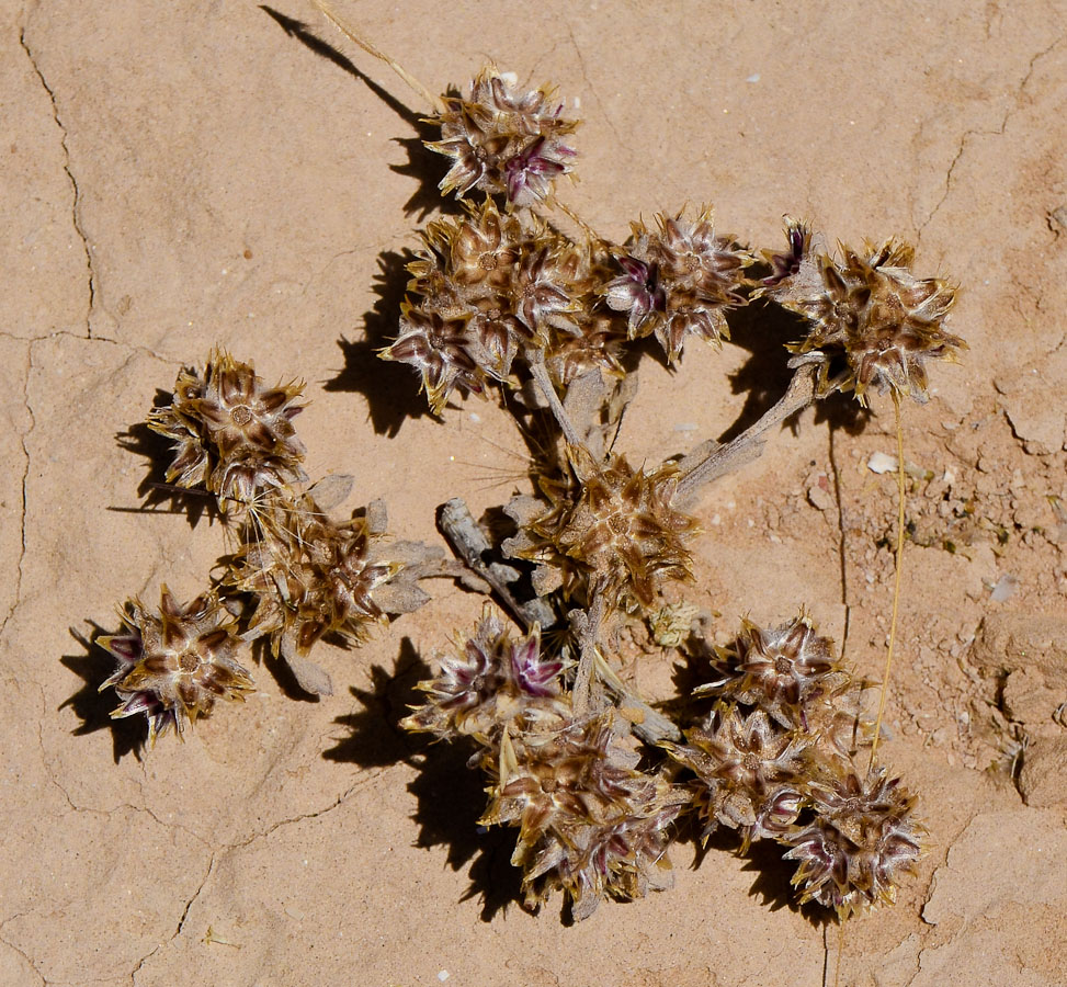 Image of Filago desertorum specimen.