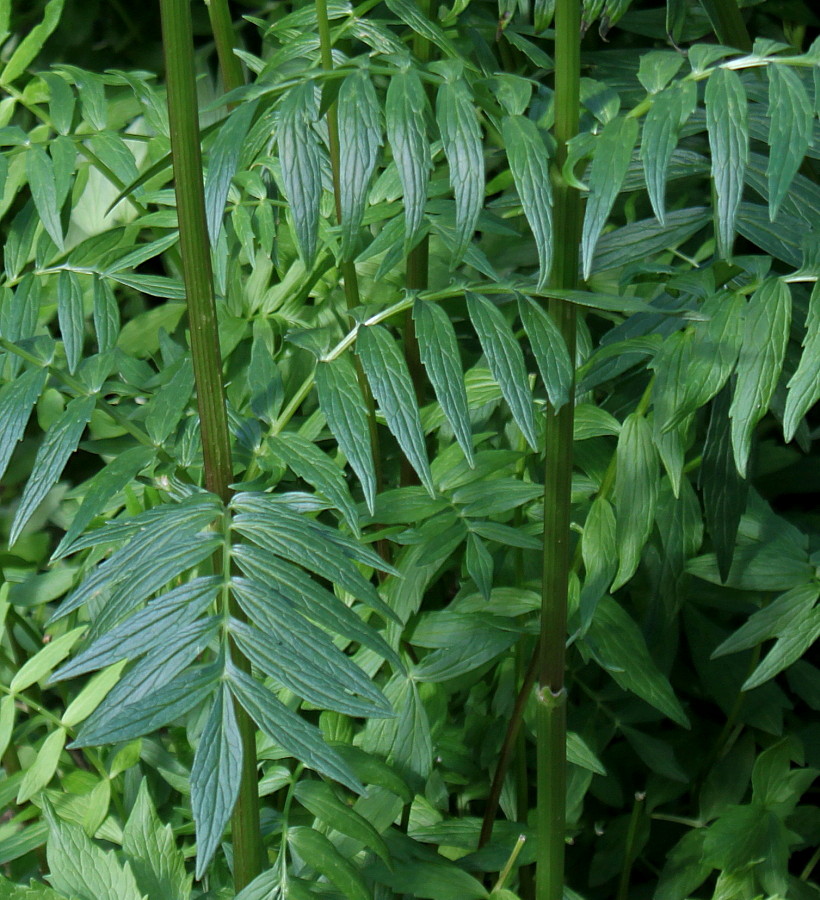 Image of Valeriana officinalis specimen.