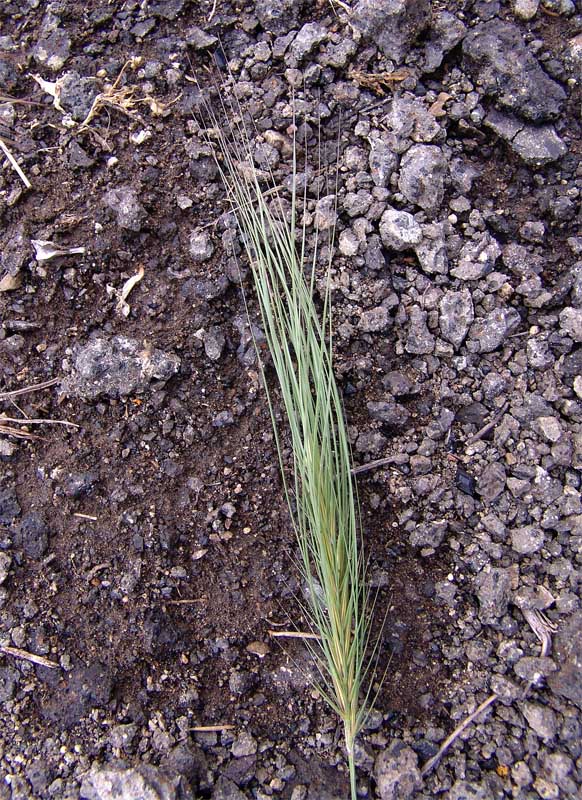 Image of Taeniatherum crinitum specimen.