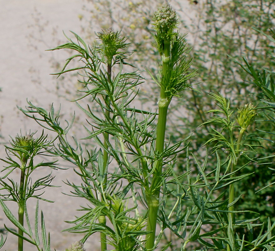 Image of Thalictrum lucidum specimen.