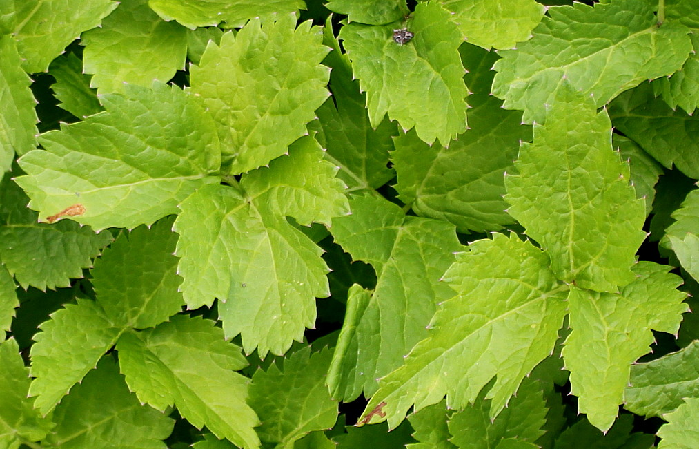 Image of Peucedanum ostruthium specimen.