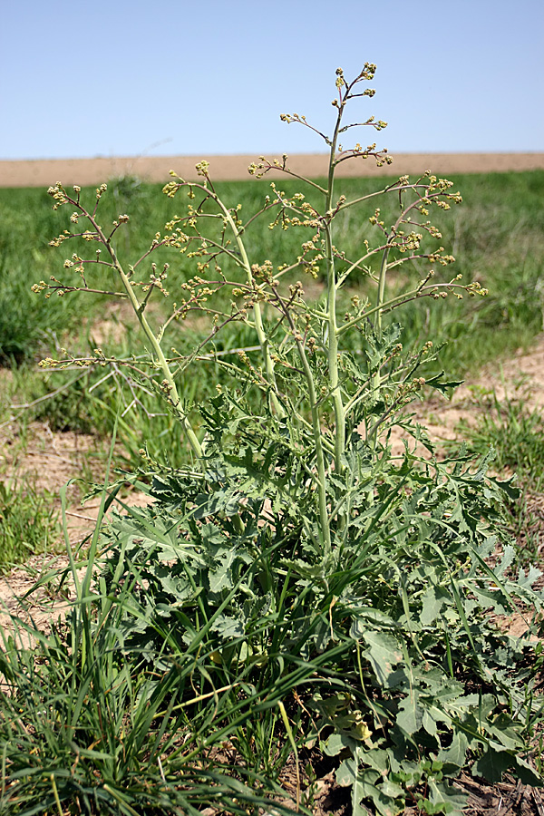 Изображение особи Crambe orientalis.