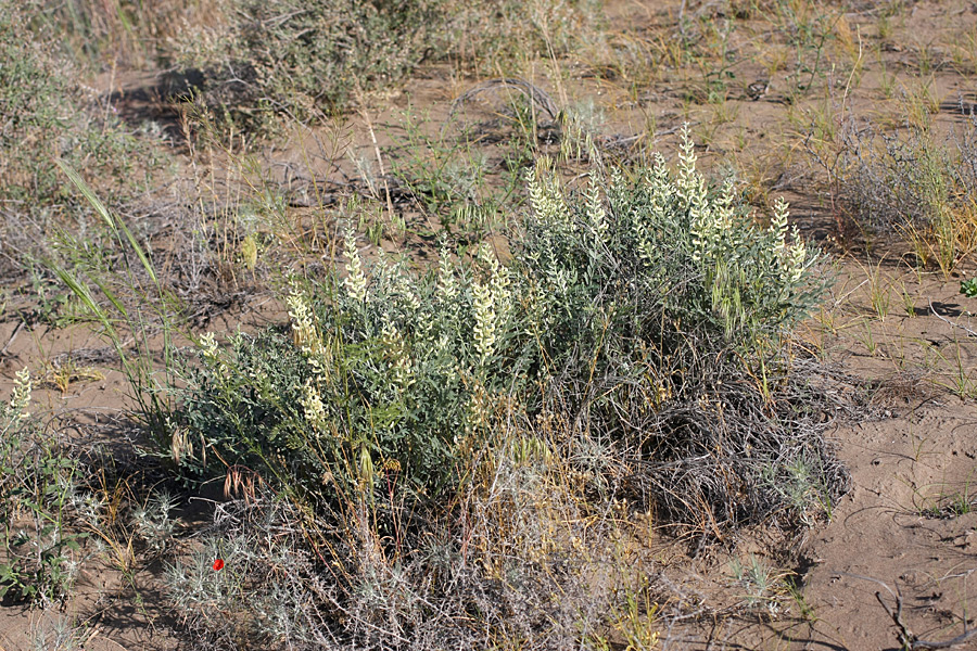 Image of Goebelia pachycarpa specimen.