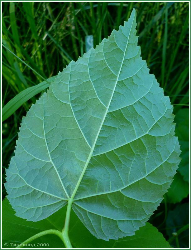 Image of Tilia platyphyllos specimen.