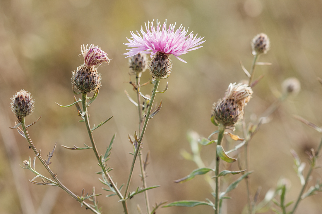 Image of Centaurea kubanica specimen.