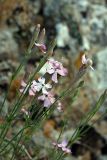 Silene guntensis