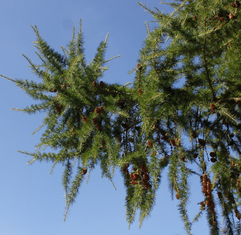 Image of Larix decidua specimen.