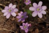 Hepatica nobilis