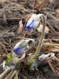 Hepatica nobilis