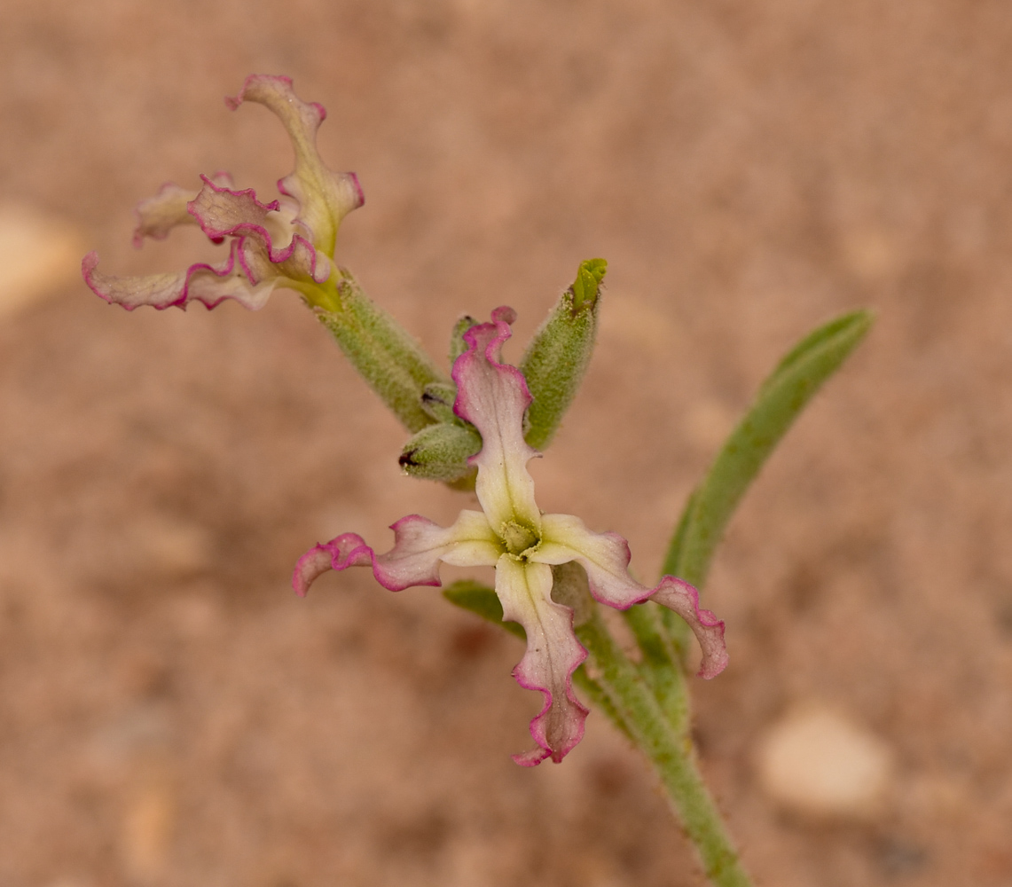 Изображение особи Matthiola longipetala ssp. livida.