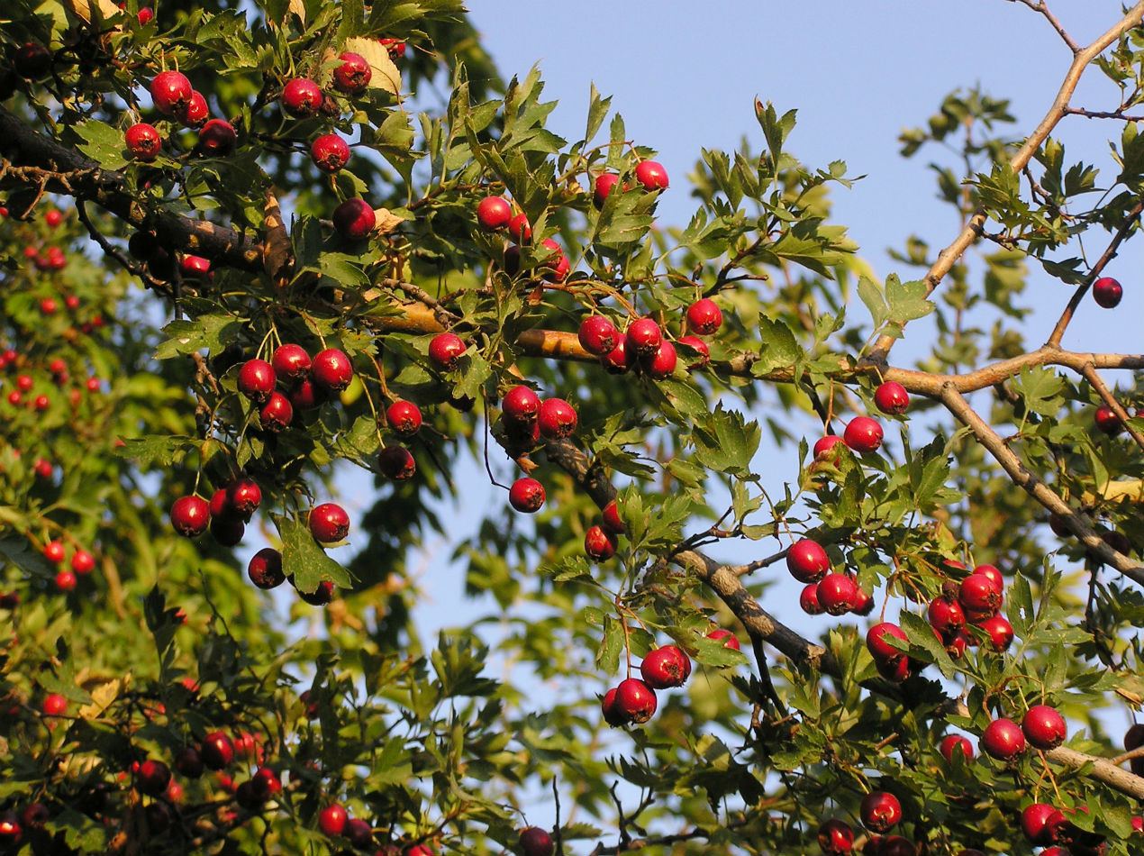 Изображение особи Crataegus ambigua.