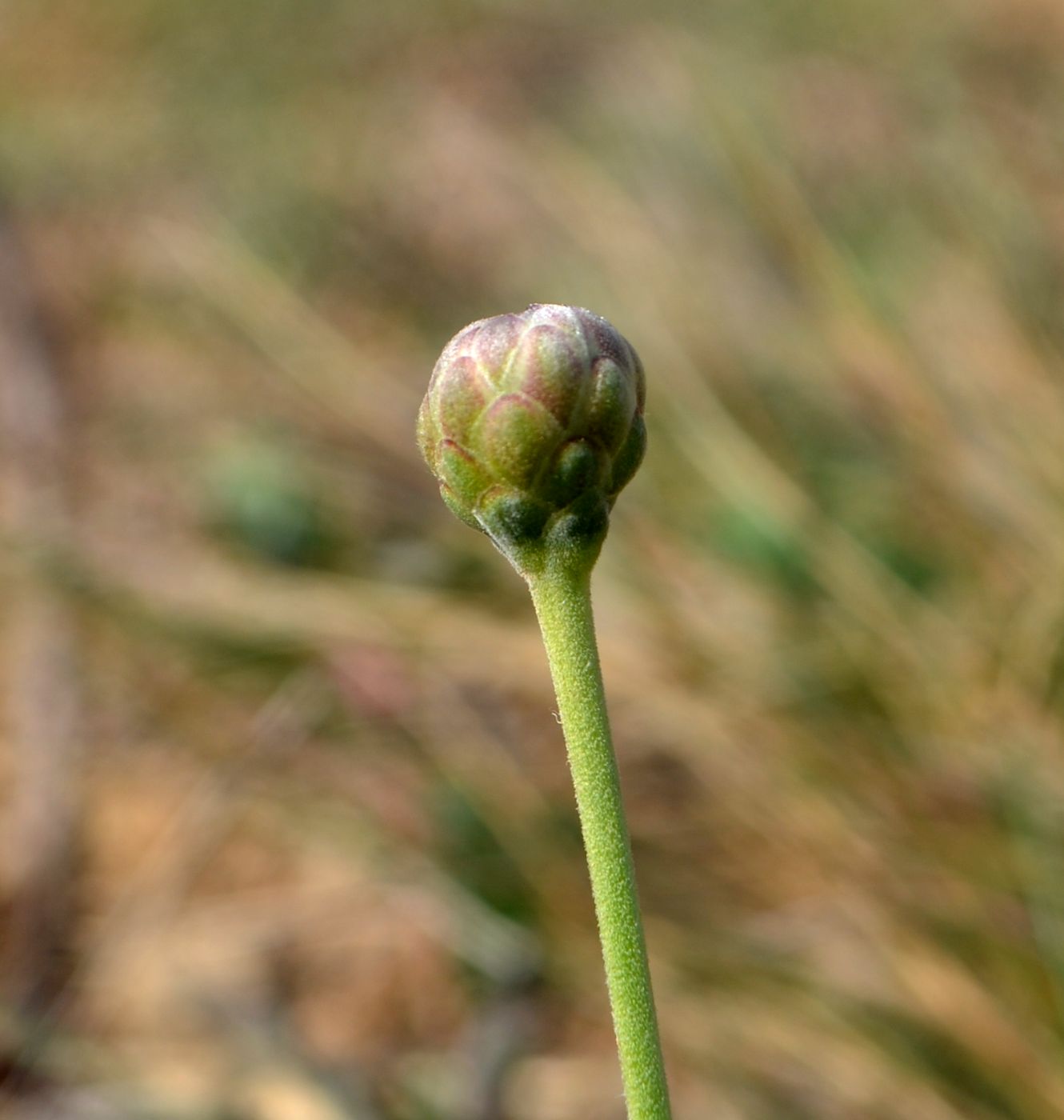 Image of Cephalaria uralensis specimen.