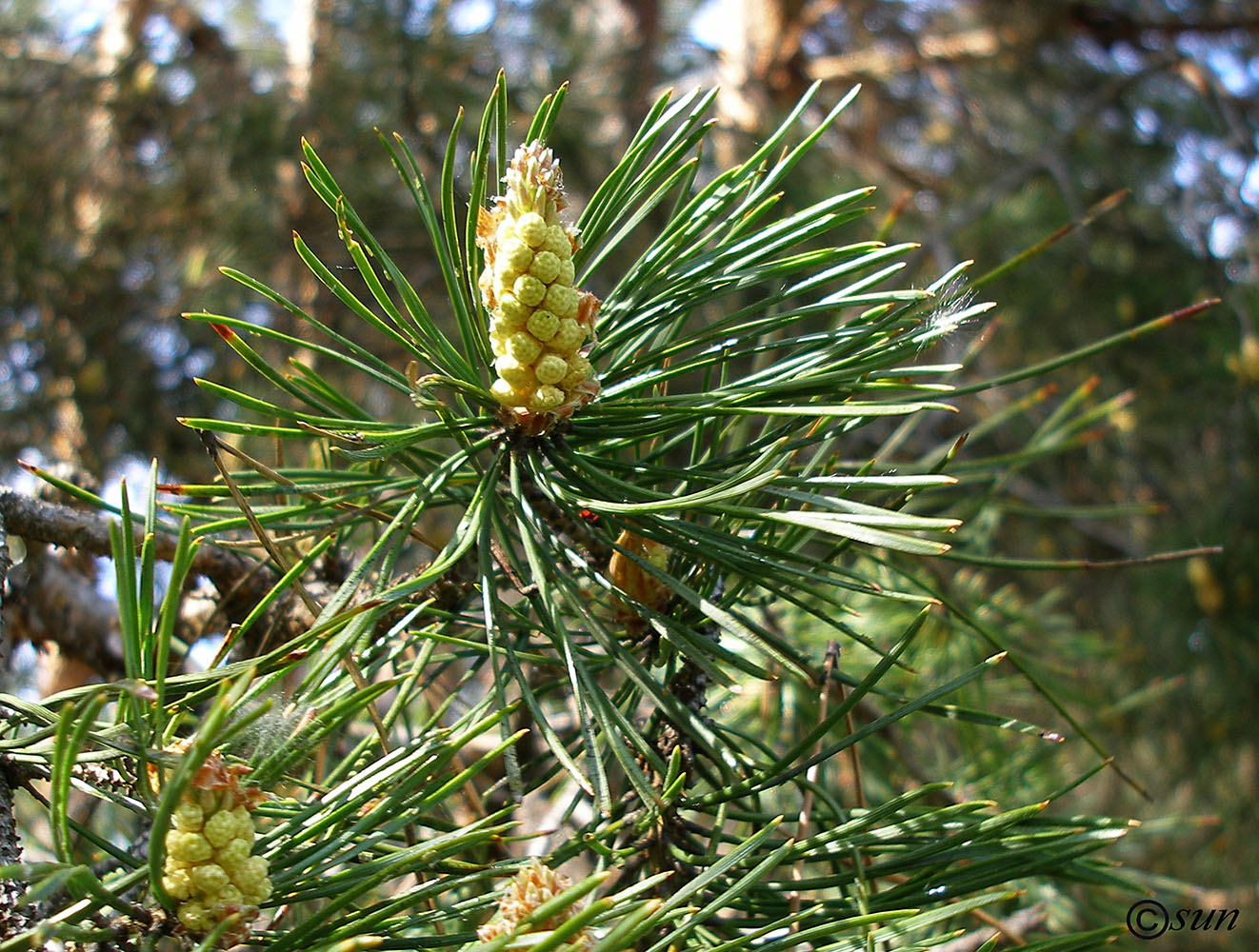 Изображение особи Pinus sylvestris.