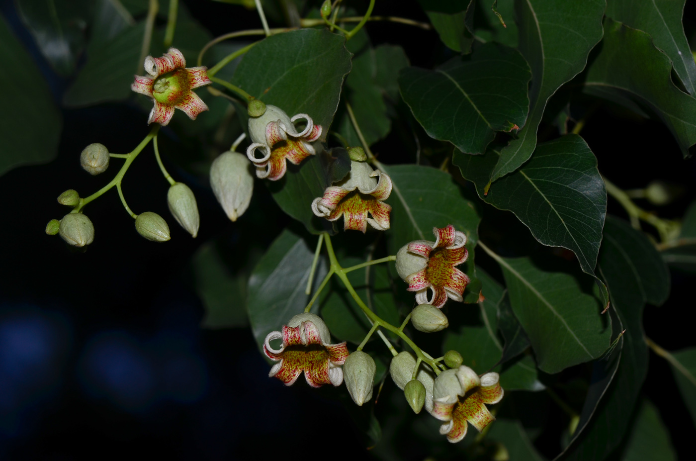 Изображение особи Brachychiton populneus.