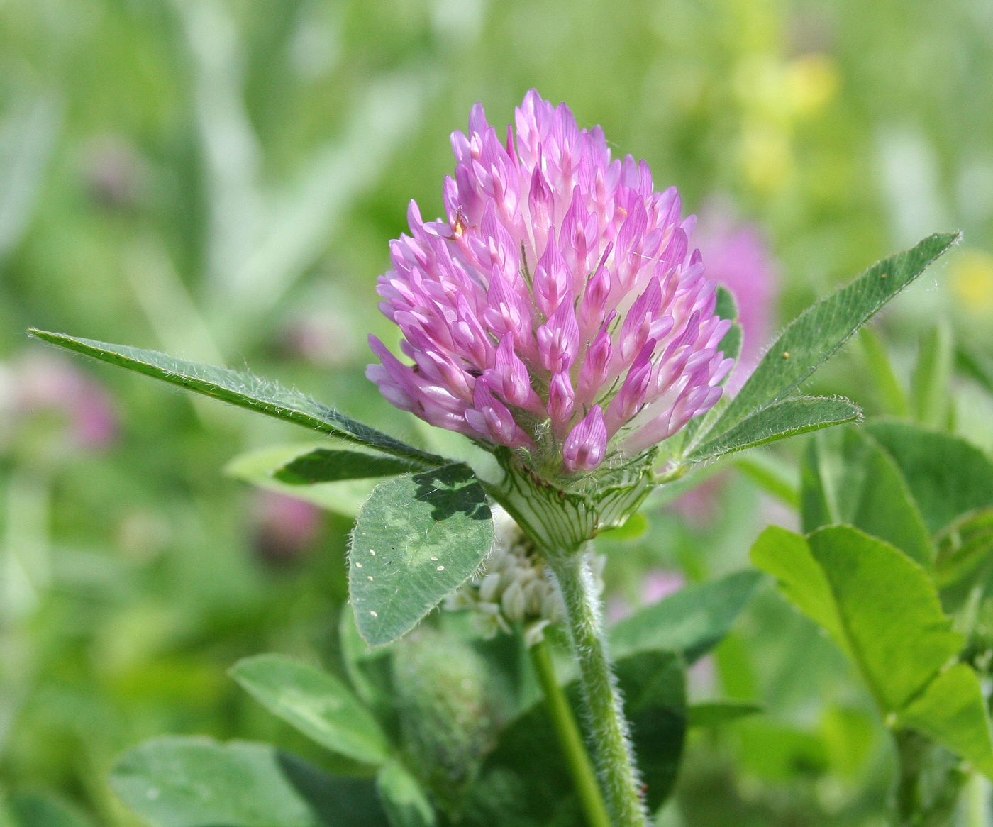 Изображение особи Trifolium pratense.