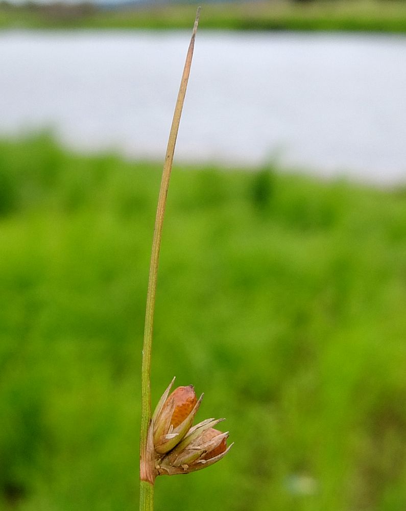 Image of Juncus brachyspathus specimen.