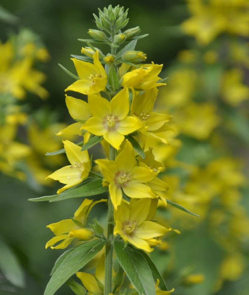 Image of Lysimachia punctata specimen.