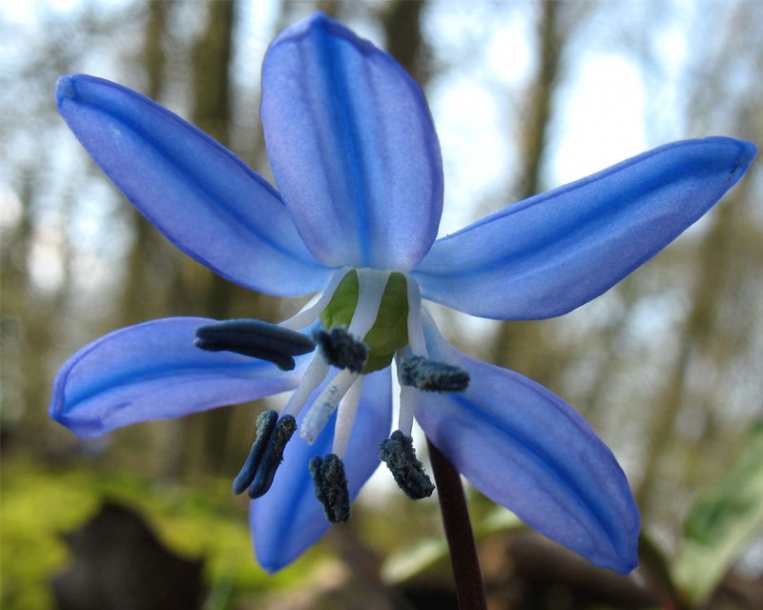 Изображение особи Scilla siberica.