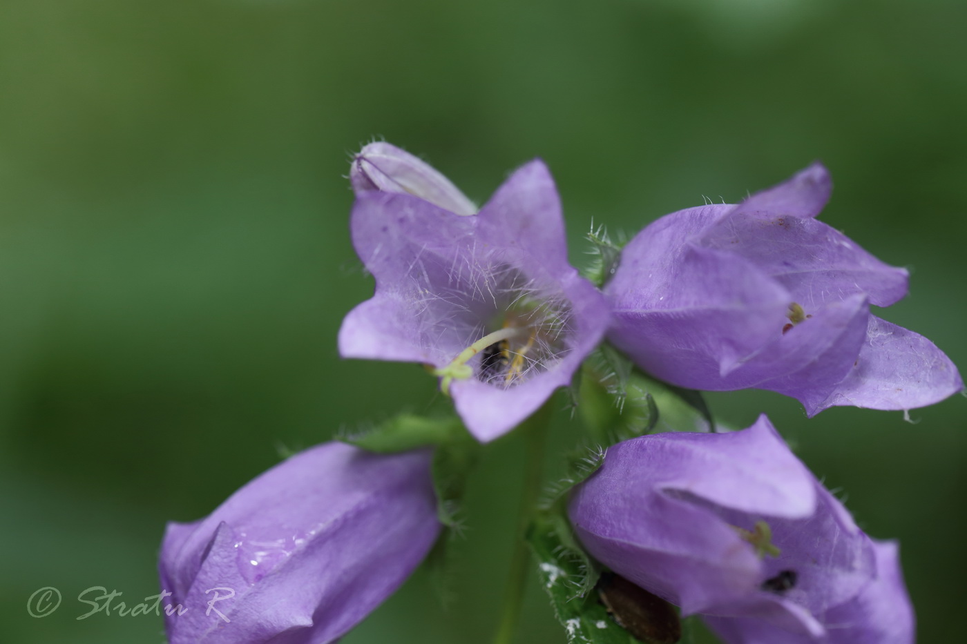 Изображение особи Campanula trachelium.