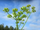 Смотреть изображение Pastinaca sylvestris
