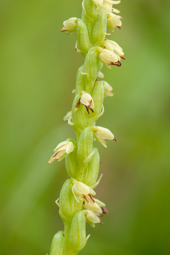 Изображение особи Herminium monorchis.