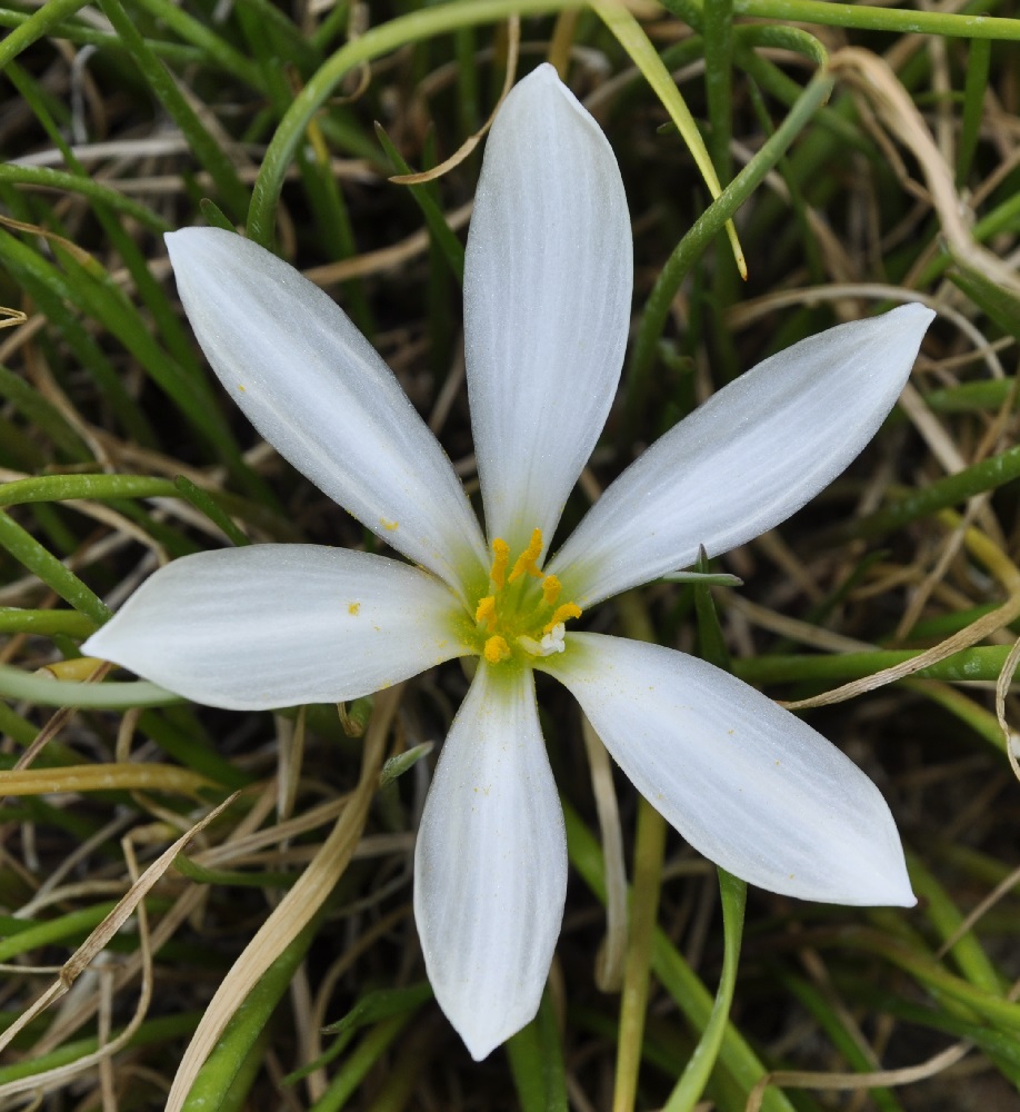 Image of Zephyranthes candida specimen.