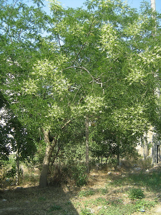 Image of Styphnolobium japonicum specimen.