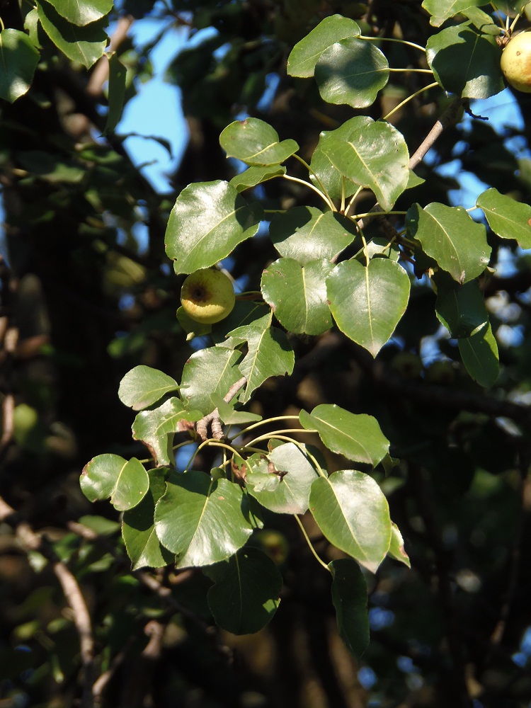 Image of Pyrus pyraster specimen.