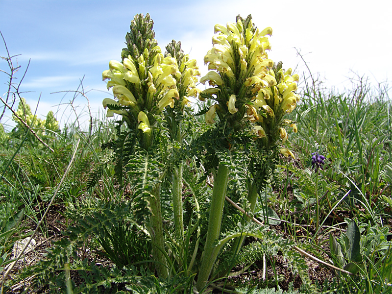 Изображение особи Pedicularis kaufmannii.