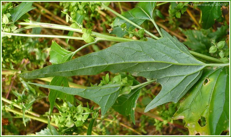 Image of Atriplex sagittata specimen.