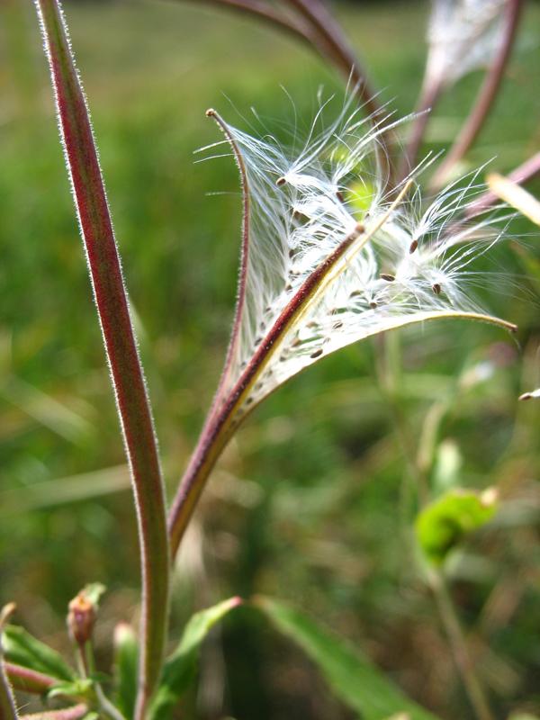 Изображение особи Epilobium hirsutum.