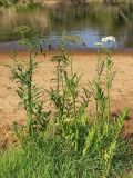 Sium latifolium. Растение с цветами и плодами на берегу р. Луги. Ленинградская обл., август.