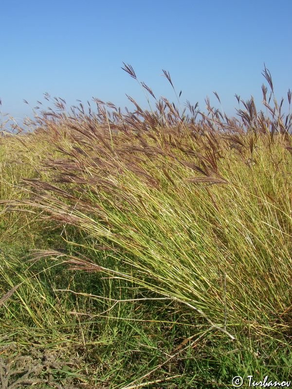 Изображение особи Bothriochloa ischaemum.