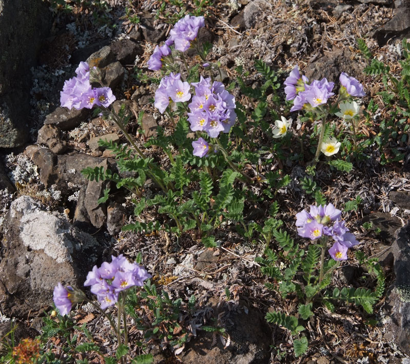 Image of Polemonium boreale specimen.