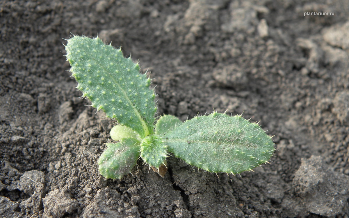 Image of Cirsium vulgare specimen.