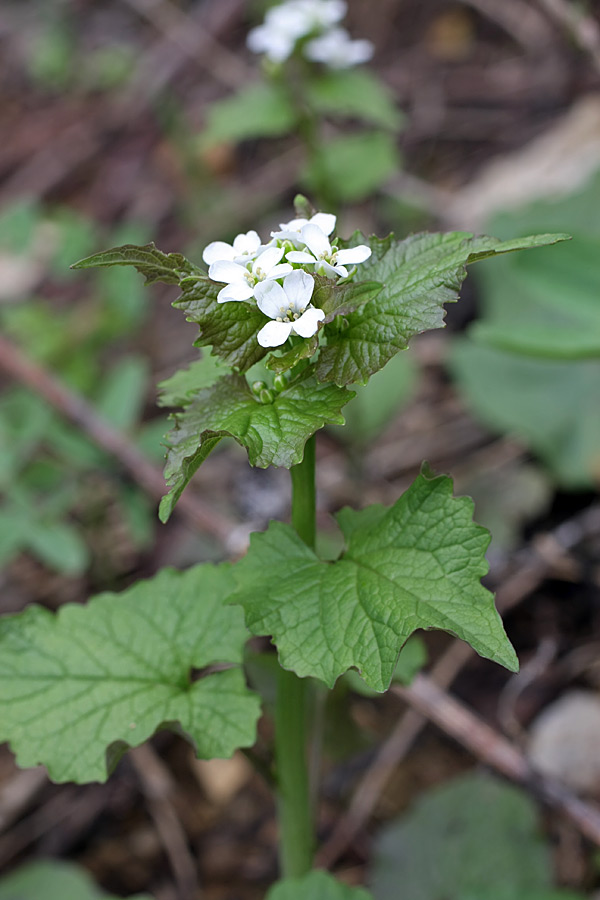 Image of Alliaria petiolata specimen.