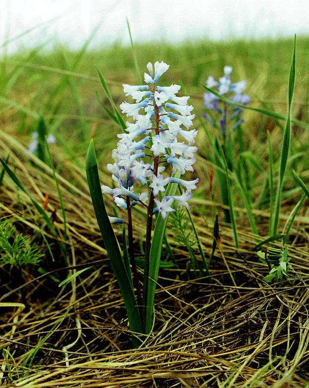 Изображение особи Hyacinthella pallasiana.