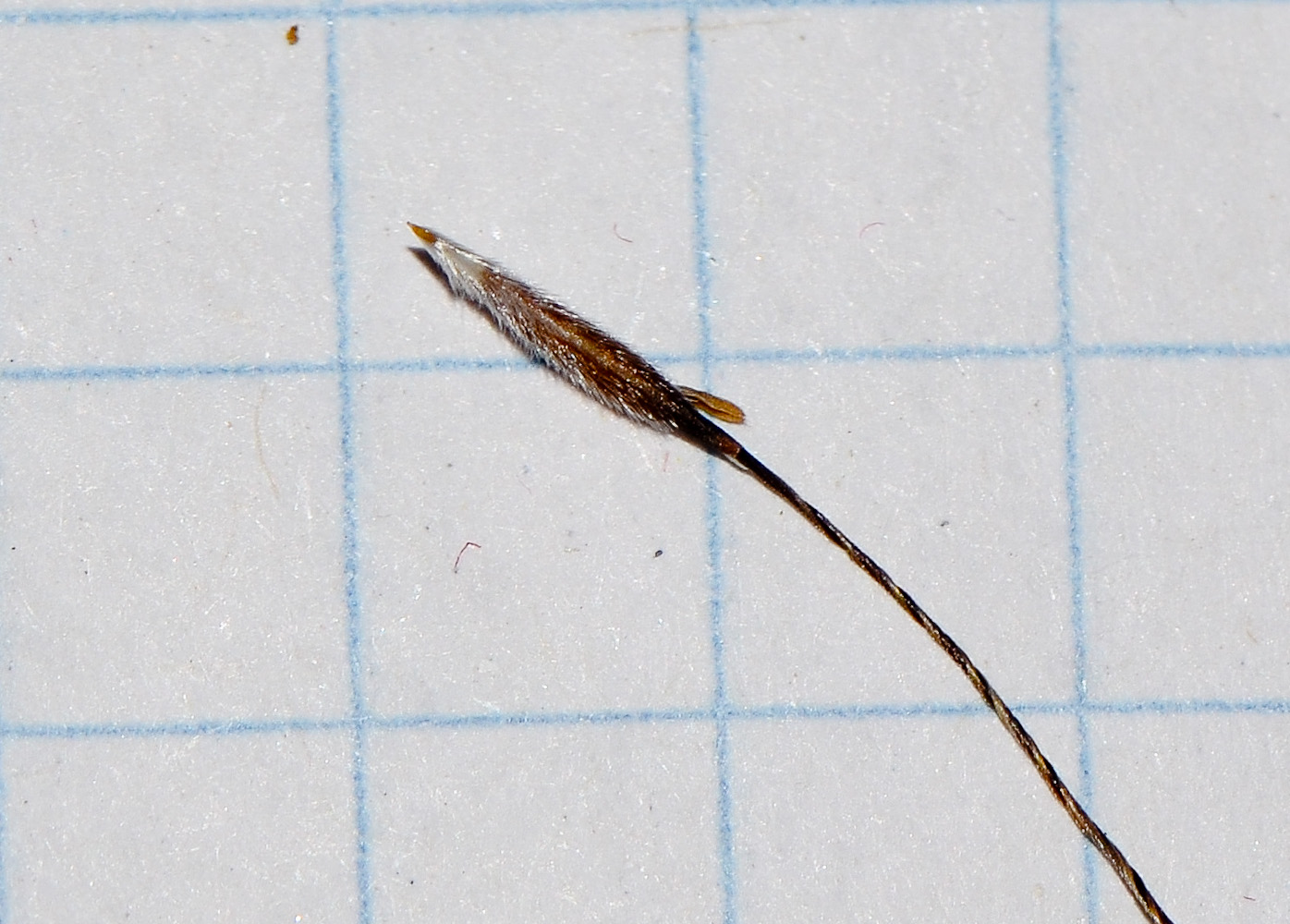 Image of Stipa arabica specimen.