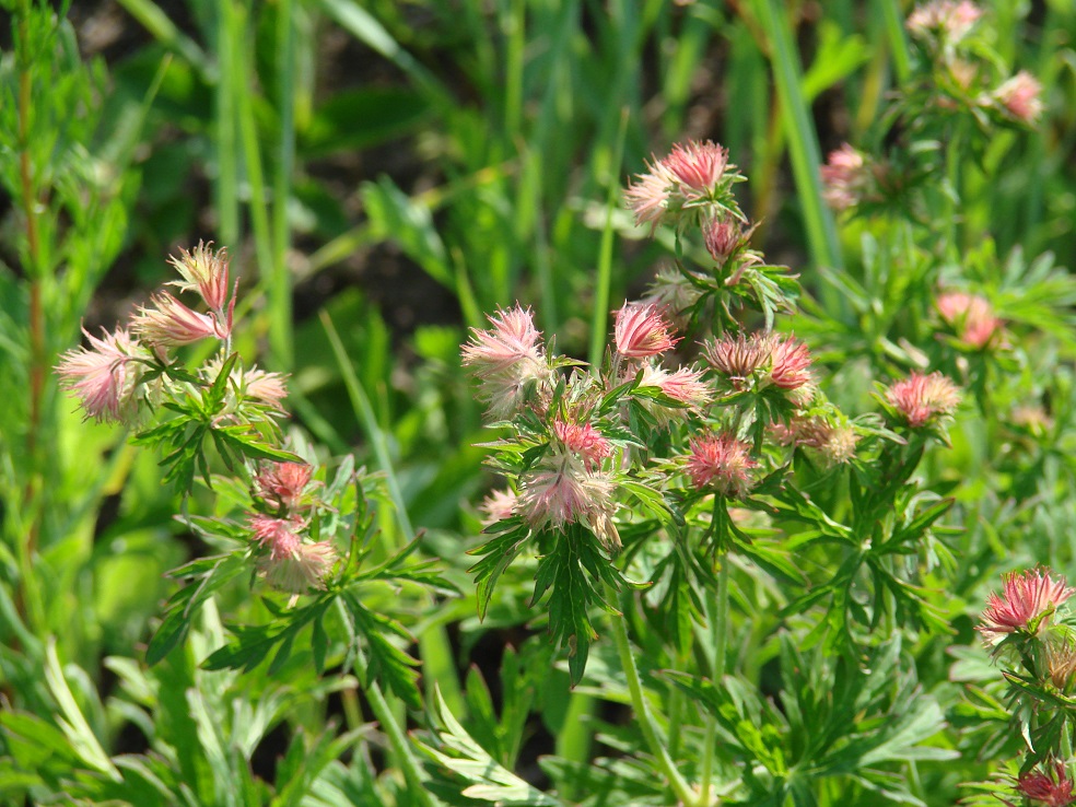 Image of Geranium pratense specimen.