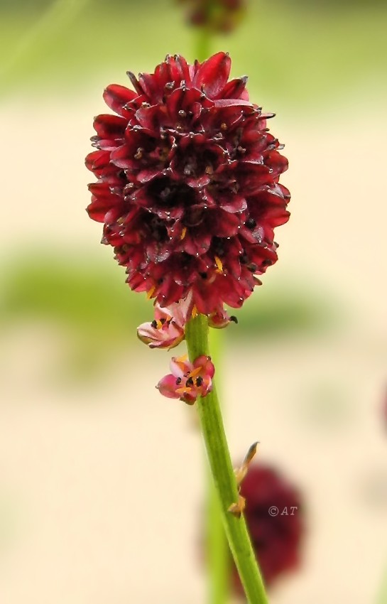 Image of Sanguisorba officinalis specimen.