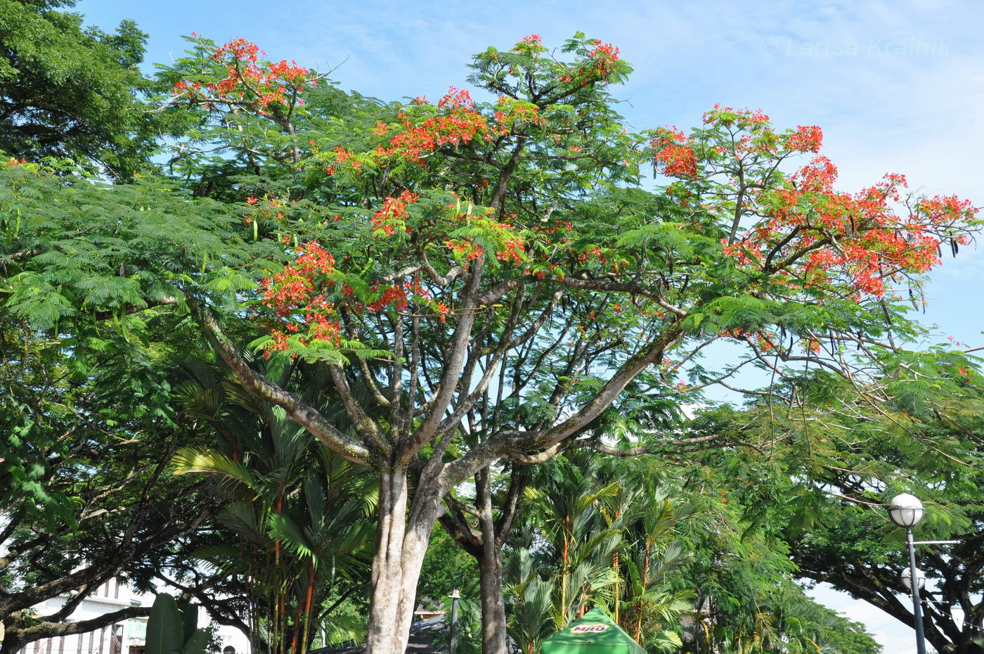 Изображение особи Delonix regia.