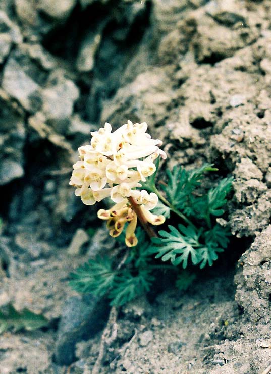 Image of Corydalis magadanica specimen.