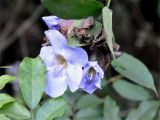 Thunbergia laurifolia. Соцветие. Андаманские острова, о-в Сев. Андаман, окр. г. Диглипур, опушка влажного тропического леса. 08.01.2015.