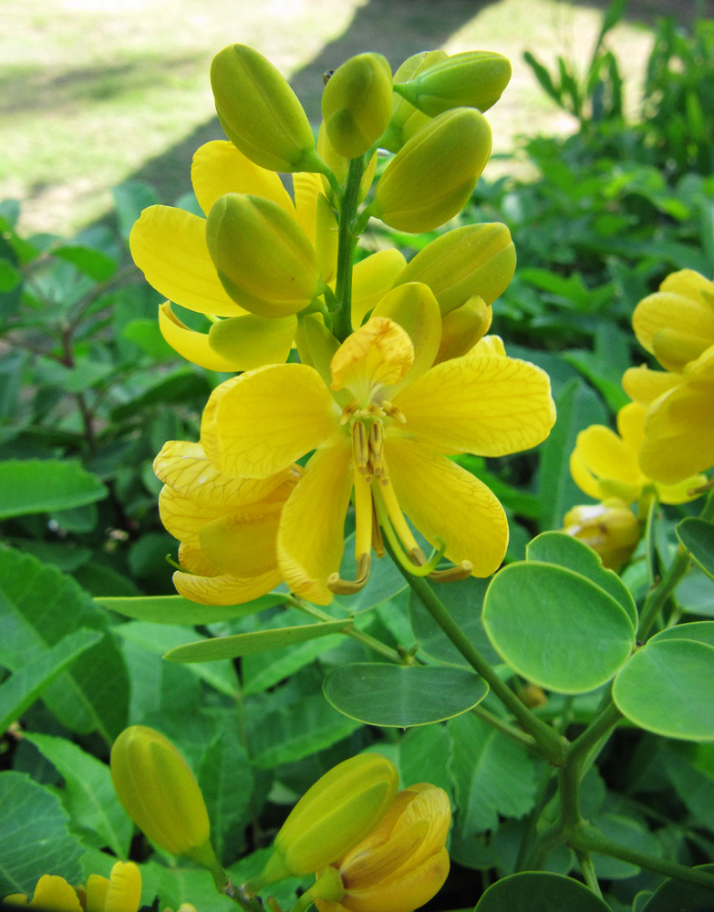 Image of Senna bicapsularis specimen.