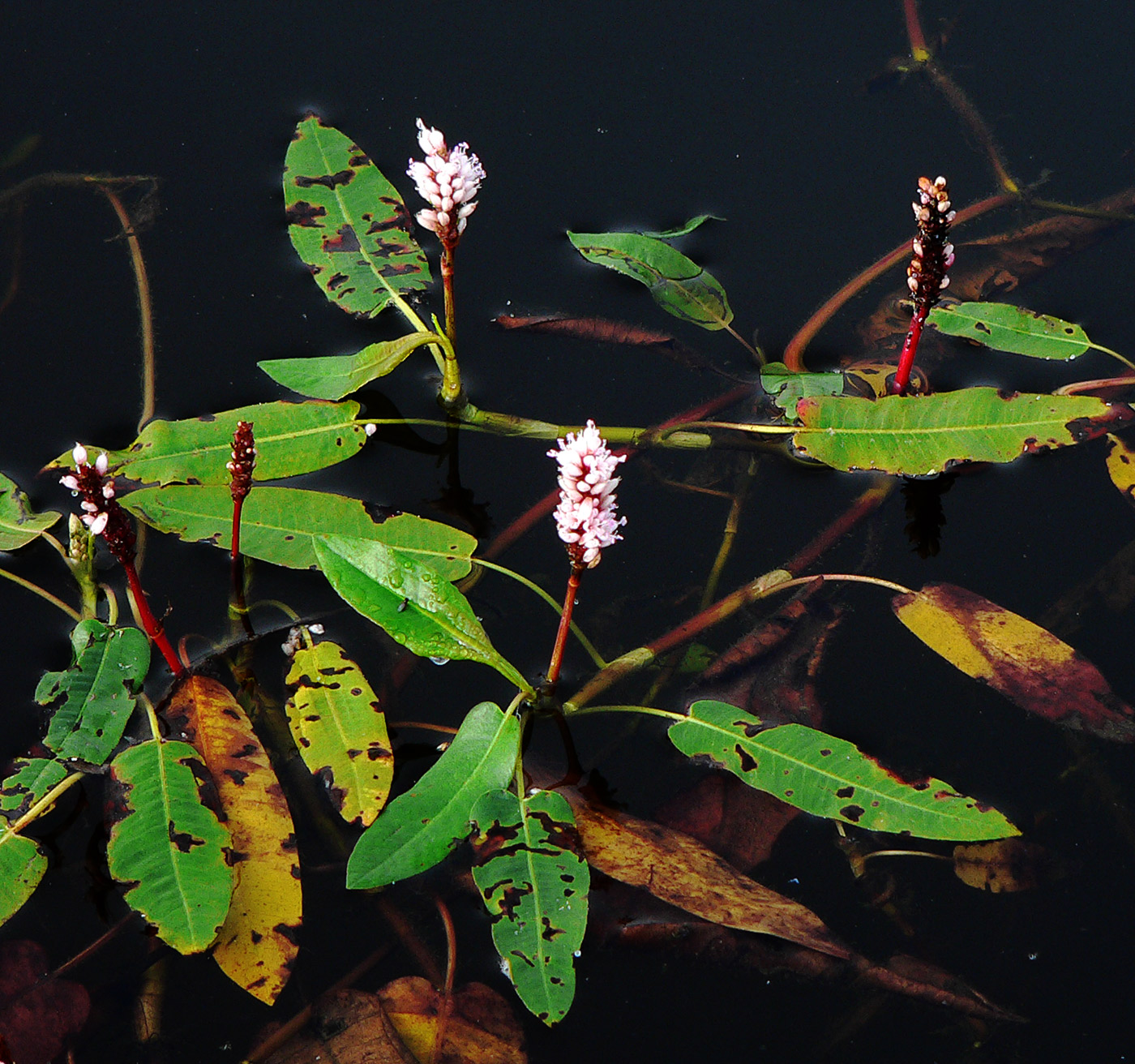 Изображение особи Persicaria amphibia.